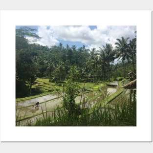 Balinese rice field Posters and Art